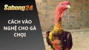 Cách Vào Nghệ Cho Gà Chọi