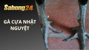 Gà Cựa Nhật Nguyệt