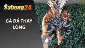 Gà Đá Thay Lông