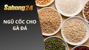 Ngũ Cốc Cho Gà Đá