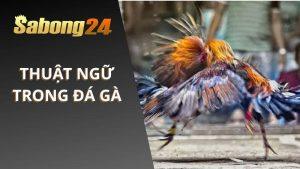Thuật Ngữ Trong Đá Gà