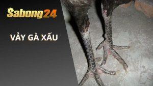 Vảy Gà Xấu