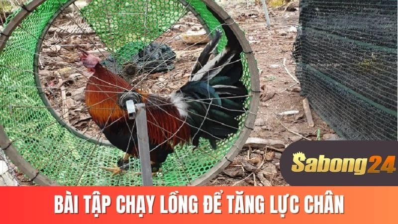 Bài tập chạy lồng để tăng lực chân