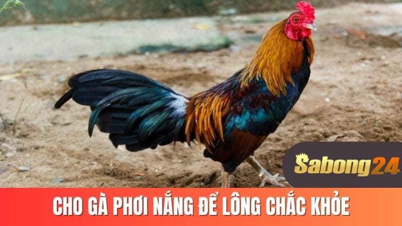Cho gà phơi nắng để lông chắc khỏe