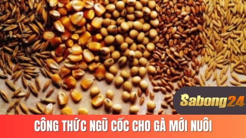 Công thức ngũ cốc cho gà mới nuôi