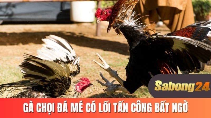Gà chọi đá mé có lối tấn công bất ngờ