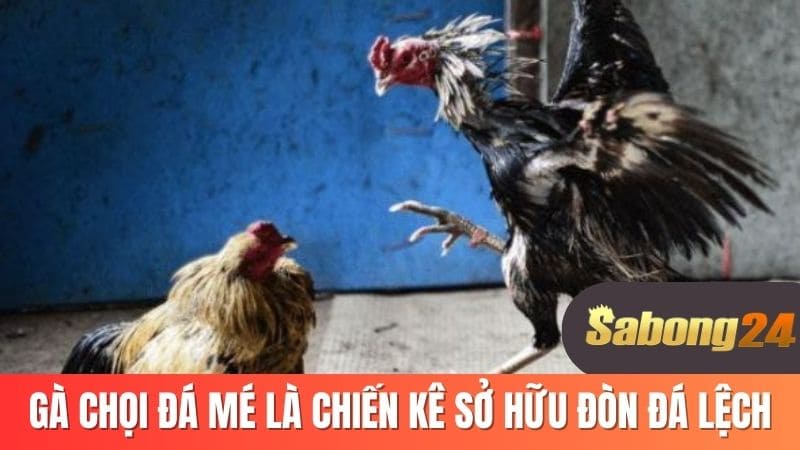 Gà chọi đá mé là chiến kê sở hữu đòn đá lệch
