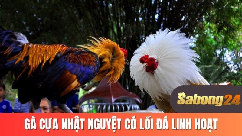 Gà cựa nhật nguyệt có lối đá linh hoạt