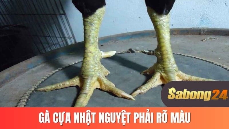 Gà cựa nhật nguyệt phải rõ màu