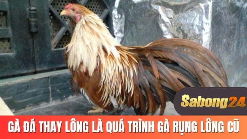 Gà đá thay lông là quá trình gà rụng lông cũ