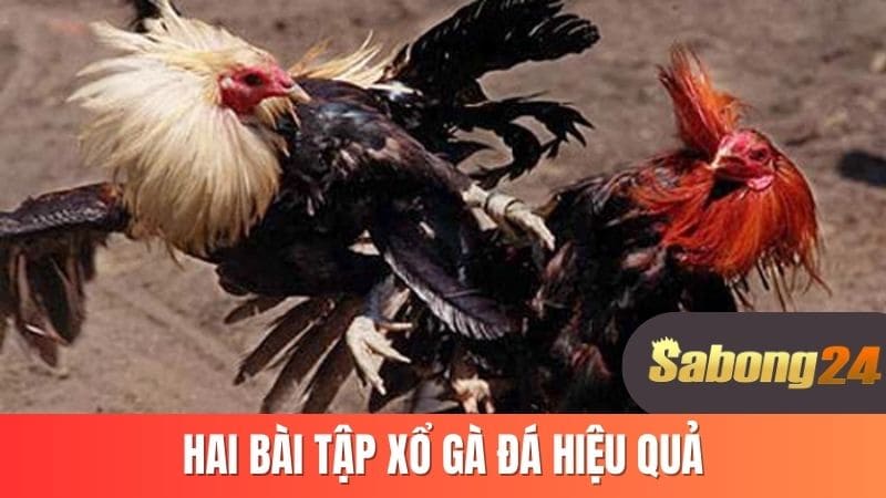 Hai bài tập xổ gà đá hiệu quả
