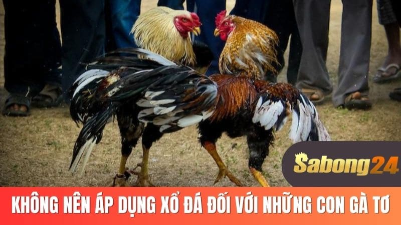 Không nên áp dụng xổ đá đối với những con gà tơ