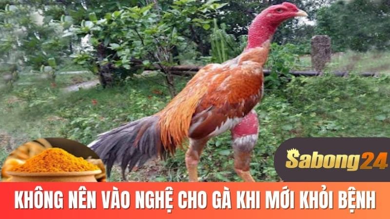 Không nên vào nghệ cho gà khi mới khỏi bệnh