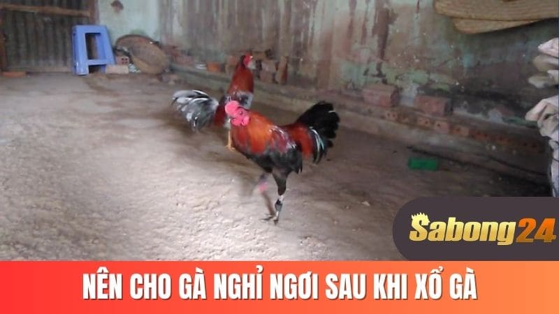 Nên cho gà nghỉ ngơi sau khi xổ gà
