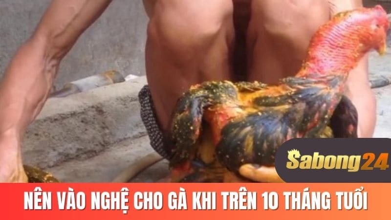 Nên vào nghệ cho gà khi trên 10 tháng tuổi