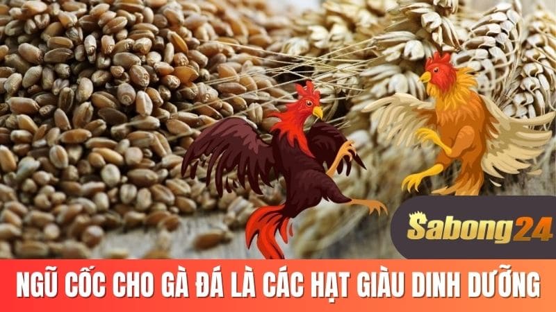 Ngũ cốc cho gà đá là các hạt giàu dinh dưỡng