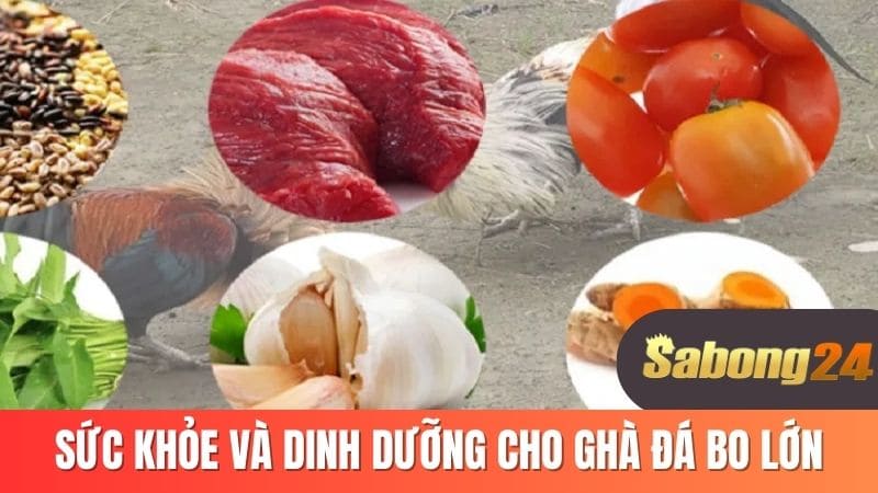 Sức khỏe và dinh dưỡng cho gà đá bo lớn