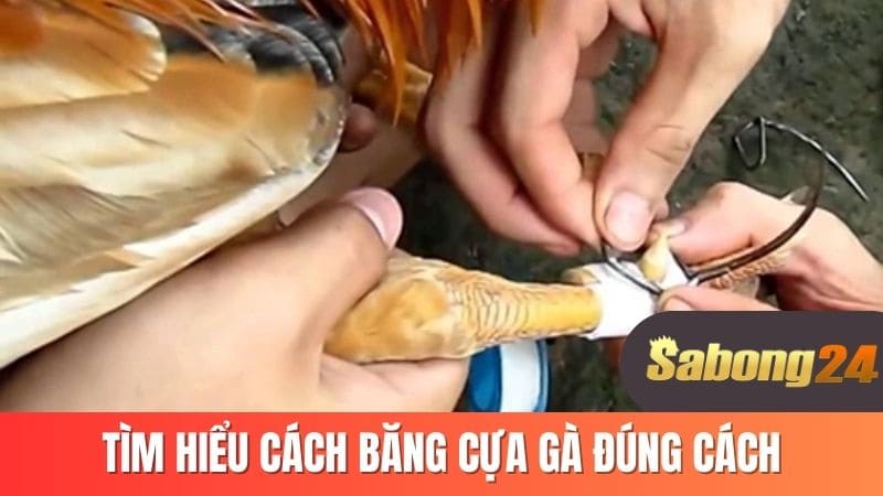 Tìm hiểu cách băng cựa gà đúng cách