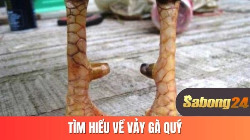 Tìm hiểu về vảy gà quý