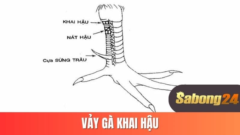 Vảy gà khai hậu
