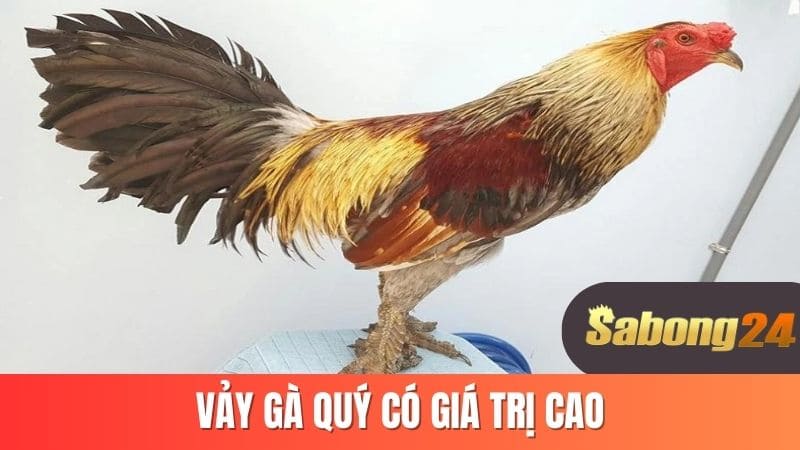Vảy gà quý có giá trị cao