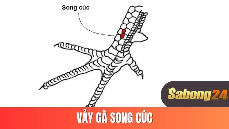 Vảy gà song cúc