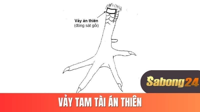 Vảy tam tài án thiên
