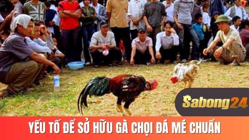 Yếu tố để sở hữu gà chọi đá mé chuẩn
