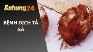 Bệnh Dịch Tả Gà