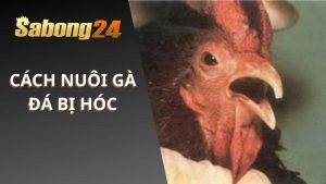 Cách Nuôi Gà Đá Bị Hóc