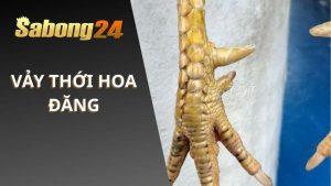Vảy Thới Hoa Đăng