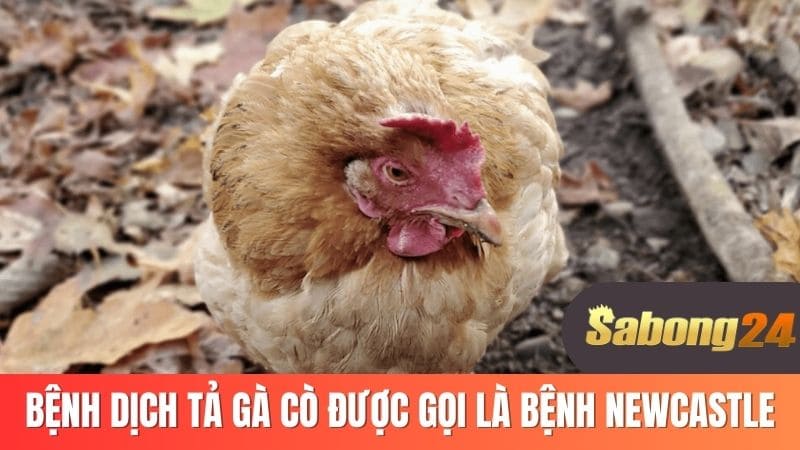 Bệnh dịch tả gà còn được gọi là bệnh Newcastle