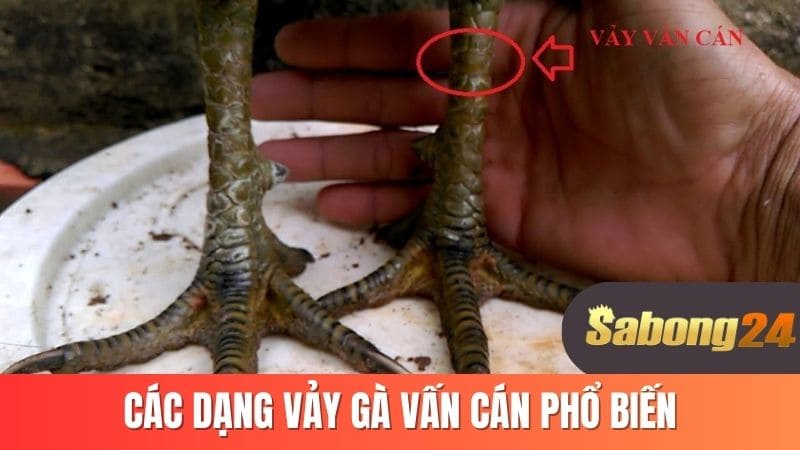 Các dạng vảy gà vấn cán phổ biến