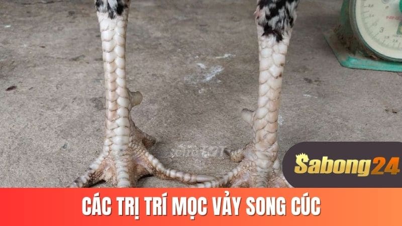 Các vị trí mọc vảy song cúc Các vị trí mọc vảy song cúc