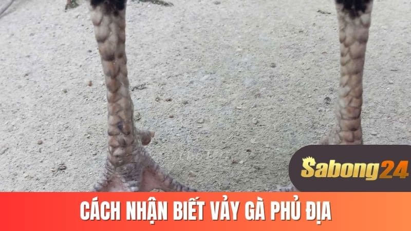 Cách nhận biết vảy phủ địa