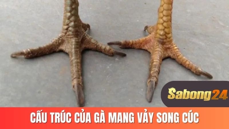 Cấu trúc của gà mang vảy song cúc Cấu trúc của gà mang vảy song cúc