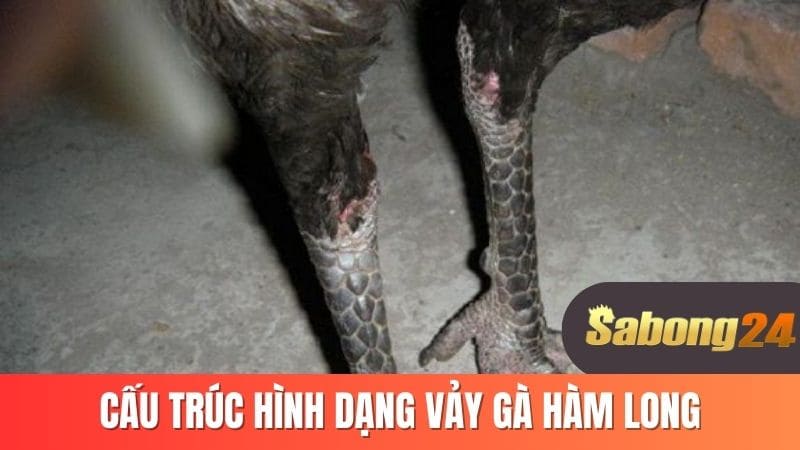 Cấu trúc hình dáng vảy gà hàm long Cấu trúc hình dáng vảy gà hàm long