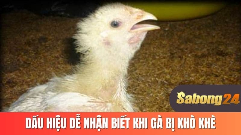 Dấu hiện dễ nhận biết khi gà bị kho khè