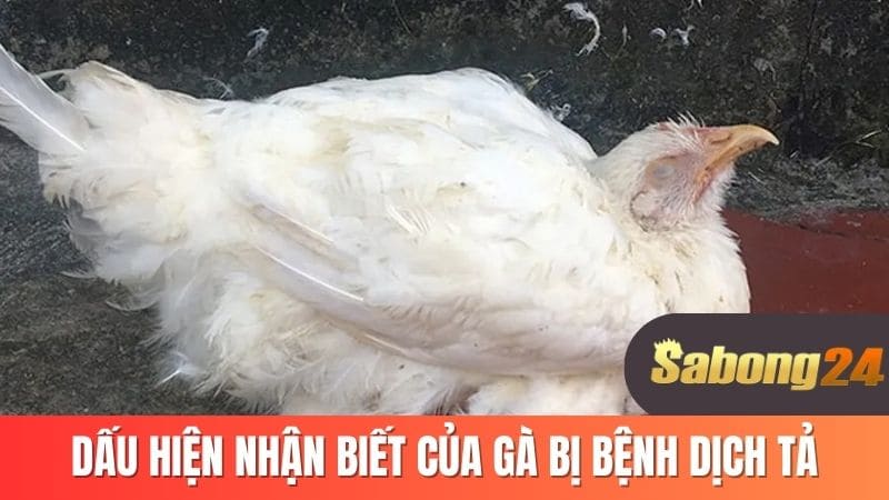 Dấu hiệu nhận biết của gà bị bệnh dịch tả