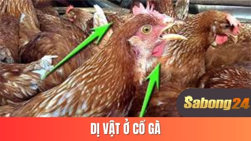 Dị vật ở cổ gà