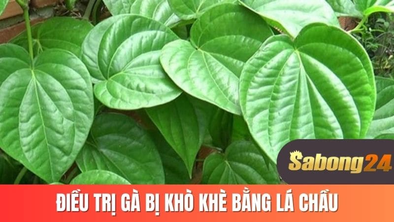 Điều trị gà bị kho khè bằng lá chầu