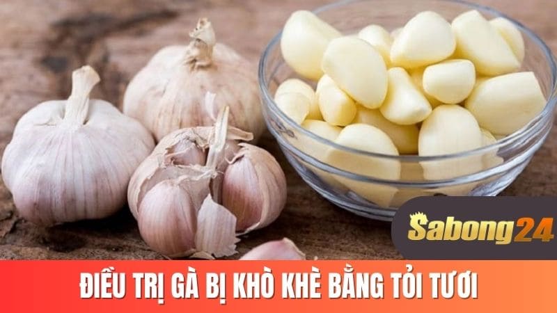 Điều trị gà bị khò khè bằng tỏi tươi