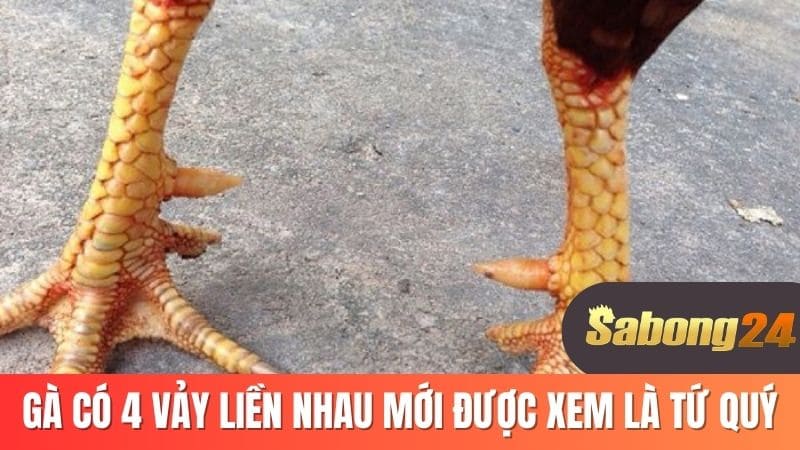 Gà có 4 vảy liền nhau mới được xem là tứ quý Gà có 4 vảy liền nhau mới được xem là tứ quý