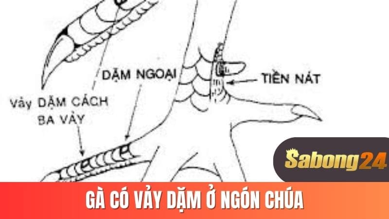 Gà có vảy dặm ở ngón chúa