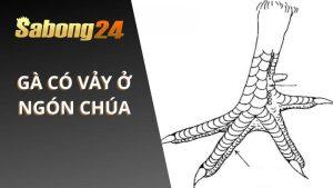 Gà Có Vảy Nằm Ở Ngón Chúa