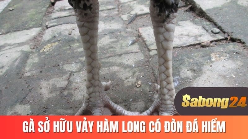 Gà sở hữu vảy hàm long có đòn đá hiểm Gà sở hữu vảy hàm long có đòn đá hiểm
