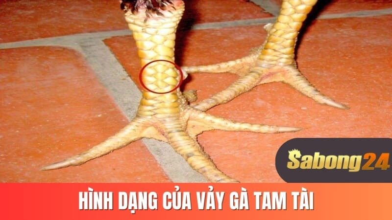 Hình dáng của vảy gà tam tài