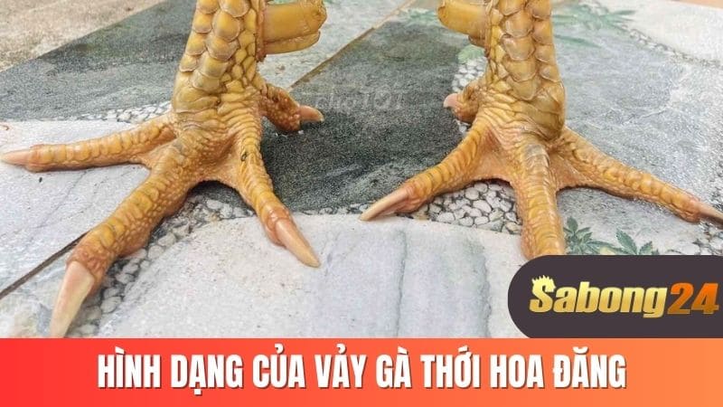 Hình dạng của vảy gà thới hoa đăng