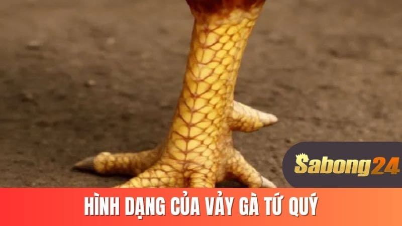 Hình dáng của vảy gà tứ quý Hình dáng của vảy gà tứ quý