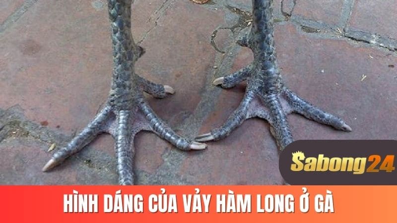 Hình dáng của vảy hàm long ở gà Hình dáng của vảy hàm long ở gà
